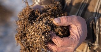 Vihreä ideologia sekoitti pakan: Kuiviketurvetta ei riitä maatiloille koko talveksi